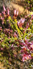 Calytrix longiflora