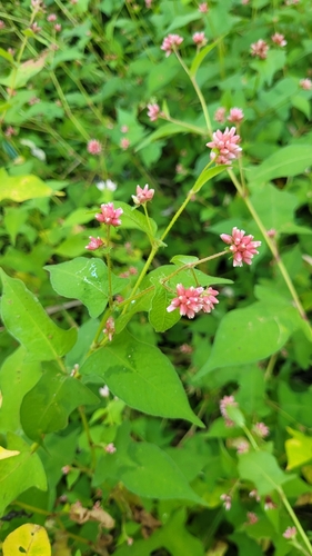 Persicaria thunbergii iNat (2)