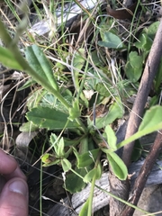 Brachyscome spathulata