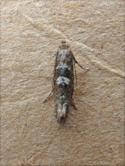 Acrolepiopsis