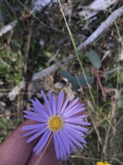 Brachyscome spathulata