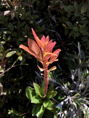 Pieris japonica taiwanensis