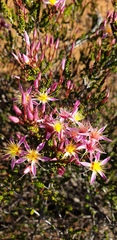 Calytrix longiflora