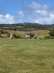 Cereopsis novaehollandiae