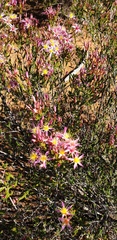 Calytrix longiflora