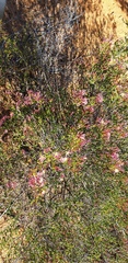 Calytrix longiflora