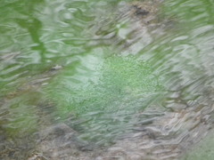 Chlorophyta