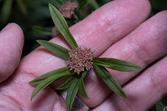 Platysace lanceolata