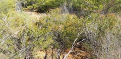 Calytrix longiflora