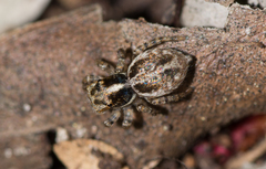 Maratus