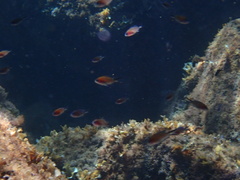 Chromis chromis