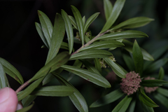 Platysace lanceolata
