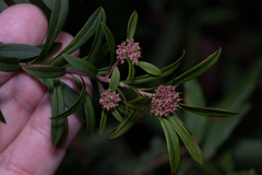 Platysace lanceolata