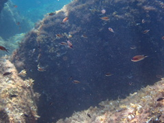 Chromis chromis