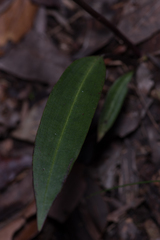 Cryptostylis