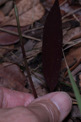 Cryptostylis