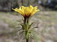 Picris squarrosa