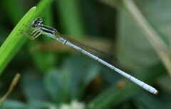 Agriocnemis argentea