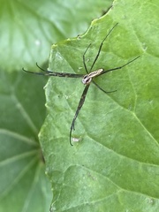 Trichonephila clavata