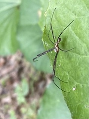 Trichonephila clavata