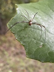 Trichonephila clavata