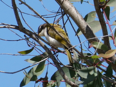 Melithreptus albogularis