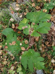 Heracleum dissectum