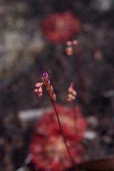 Drosera spatulata