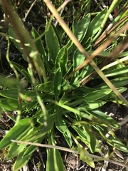 Brachyscome scapigera