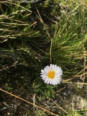 Brachyscome scapigera