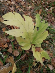 Heracleum dissectum