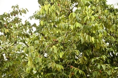 Hydnocarpus pentandrus