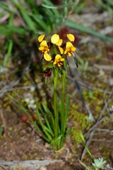 Diuris palustris