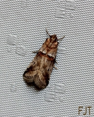 Acrobasis