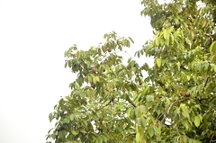 Hydnocarpus pentandrus