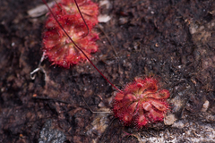 Drosera spatulata