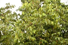 Hydnocarpus pentandrus