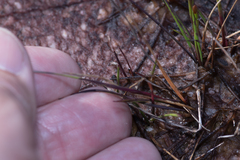 Xyris juncea