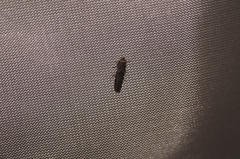 Blastobasis glandulella