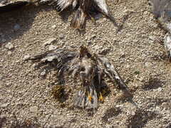 Buteo buteo vulpinus
