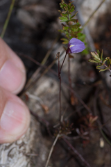 Utricularia lateriflora