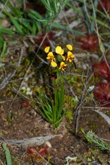 Diuris palustris