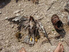Buteo buteo vulpinus