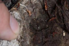 Utricularia lateriflora