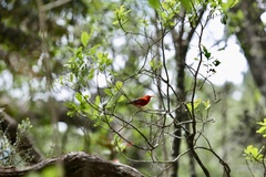 Drepanis coccinea
