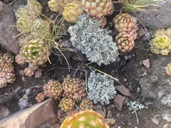 Orostachys spinosa