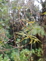 Dendrobium cunninghamii