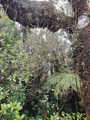 Dendrobium cunninghamii