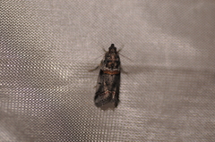 Acrobasis tricolorella