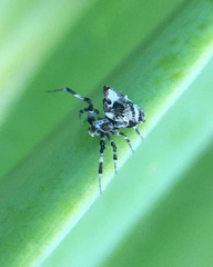 Philoponella congregabilis